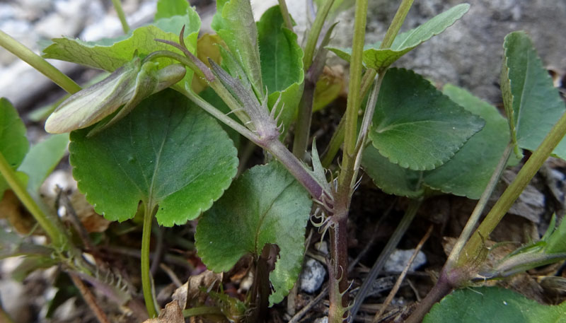 Viola riviniana - Violaceae