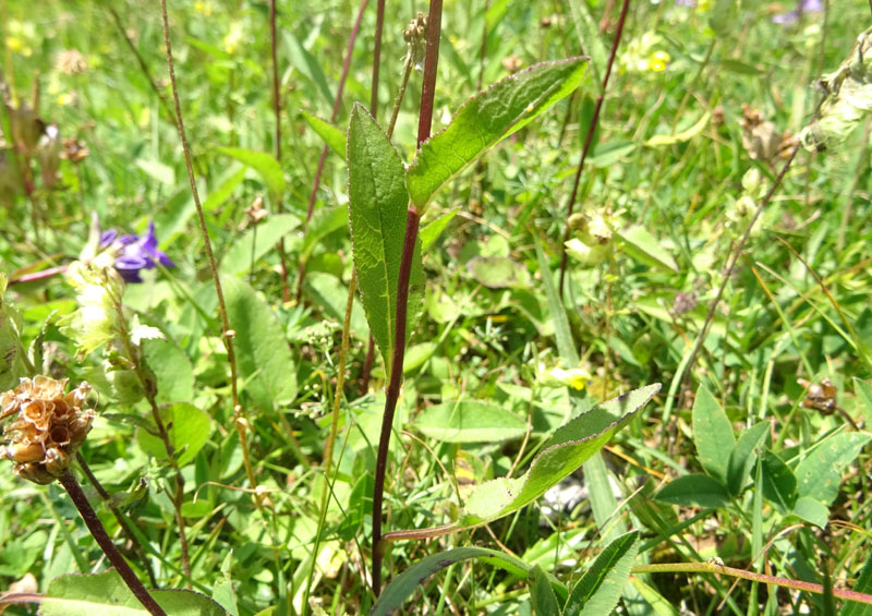 Campanula glomerata / Campanula a mazzetto