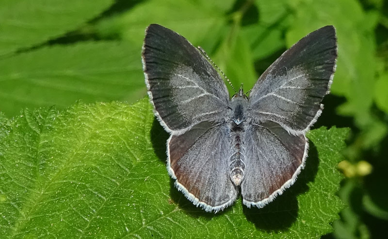 femmina di: Celastrina argiolus -Lycaenidae