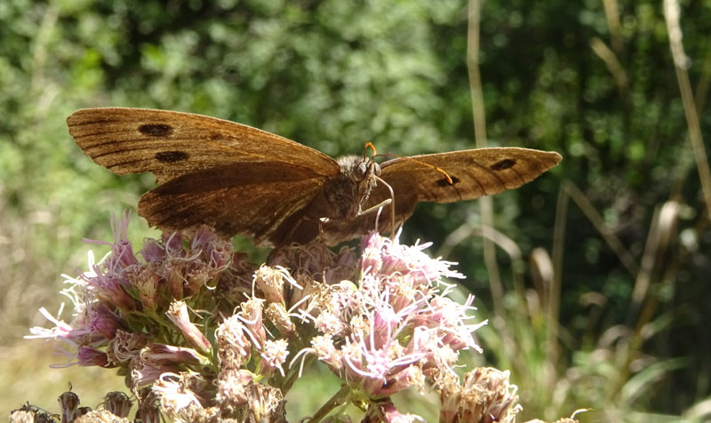 m. e f. di Minois dryas - Nymphalidae Satyrinae