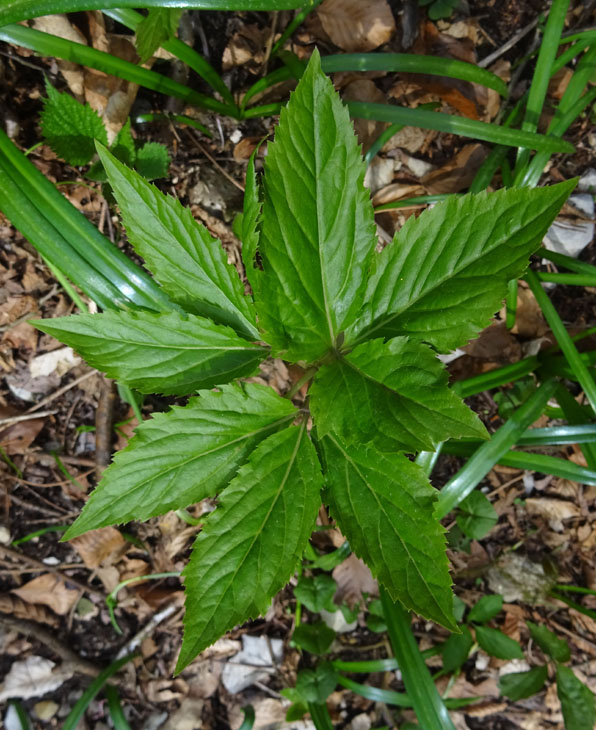 Cardamine enneaphyllos - Brassicaceae