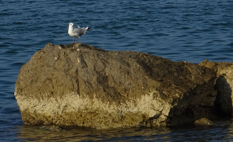 Gabbiano comune / Chroicocephalus (ex Larus) ridibundus - Laridae