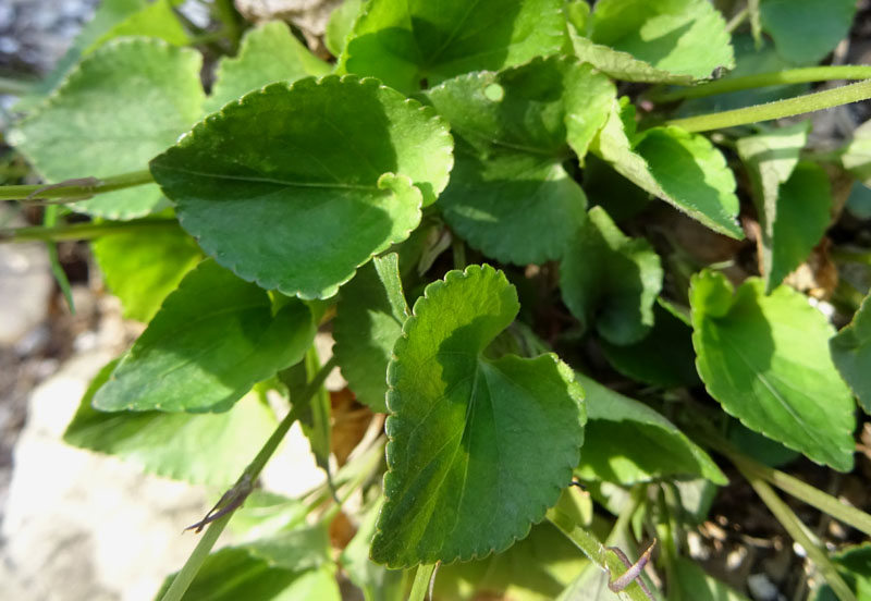 Viola riviniana - Violaceae