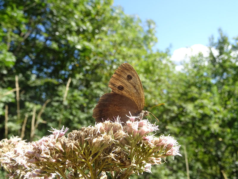 m. e f. di Minois dryas - Nymphalidae Satyrinae