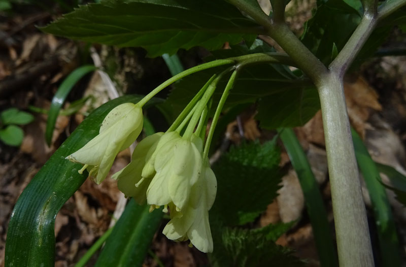 Cardamine enneaphyllos - Brassicaceae