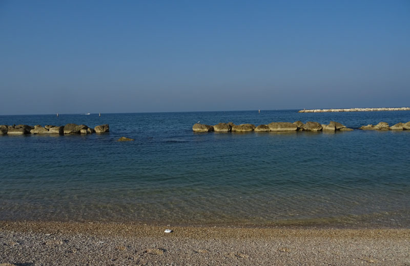 Gabbiano comune / Chroicocephalus (ex Larus) ridibundus - Laridae