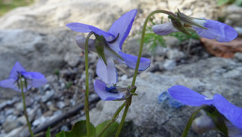 Viola riviniana - Violaceae