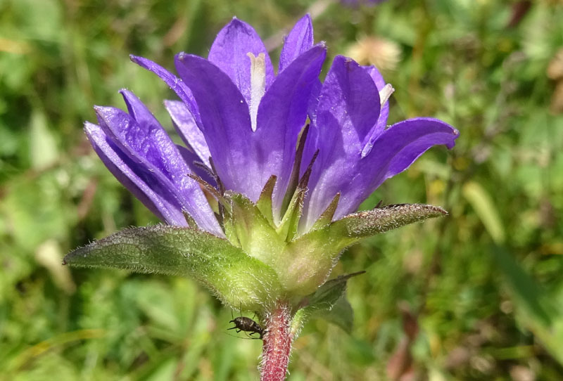 Campanula glomerata / Campanula a mazzetto