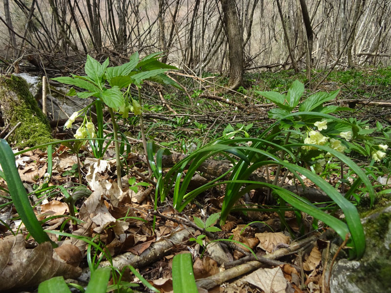 Cardamine enneaphyllos - Brassicaceae