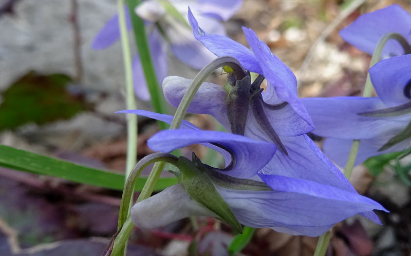 Viola riviniana - Violaceae