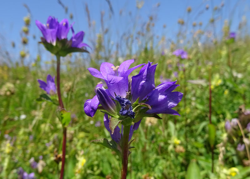 Campanula glomerata / Campanula a mazzetto