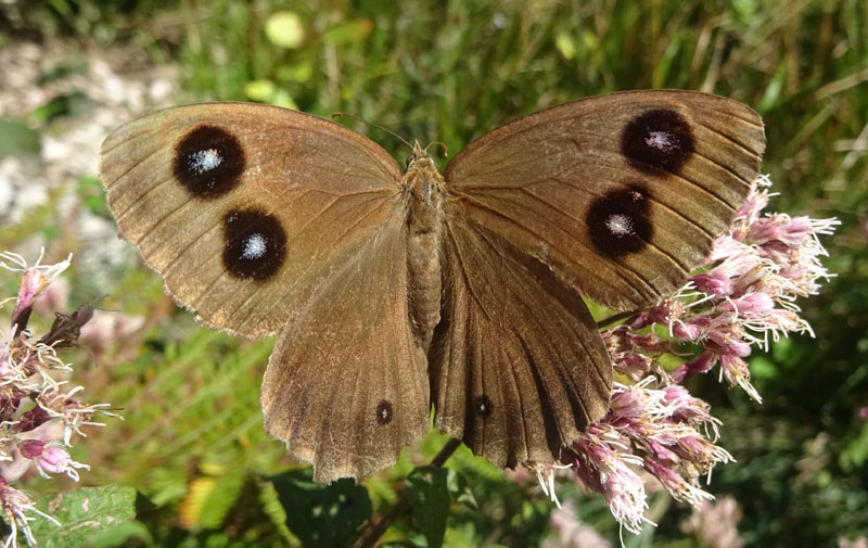 m. e f. di Minois dryas - Nymphalidae Satyrinae