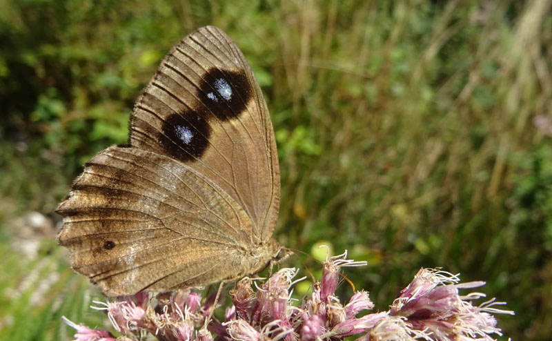 m. e f. di Minois dryas - Nymphalidae Satyrinae