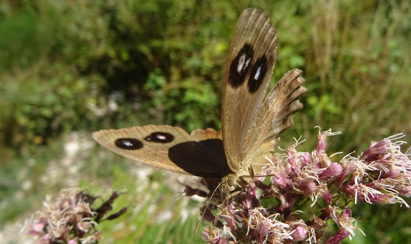 m. e f. di Minois dryas - Nymphalidae Satyrinae