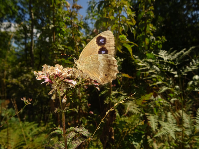 m. e f. di Minois dryas - Nymphalidae Satyrinae