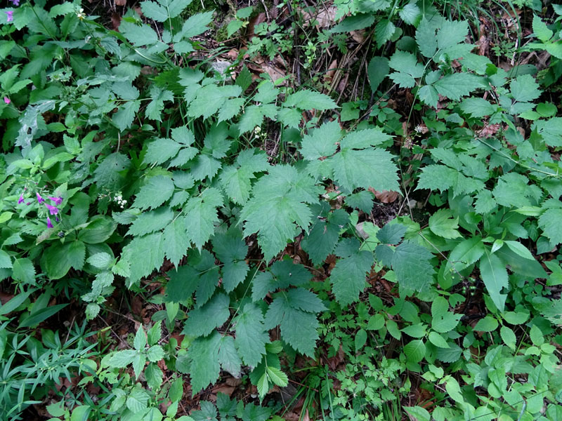 Actaea spicata / Barba di capra