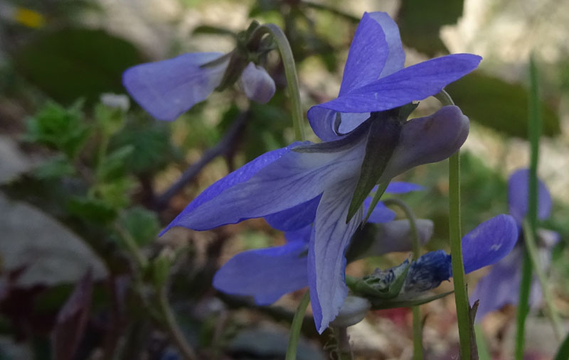 Viola riviniana - Violaceae