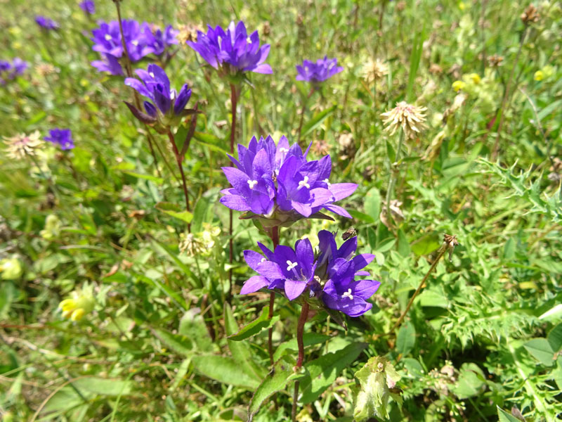 Campanula glomerata / Campanula a mazzetto