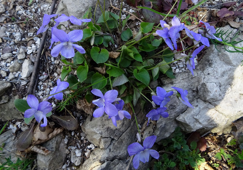 Viola riviniana - Violaceae