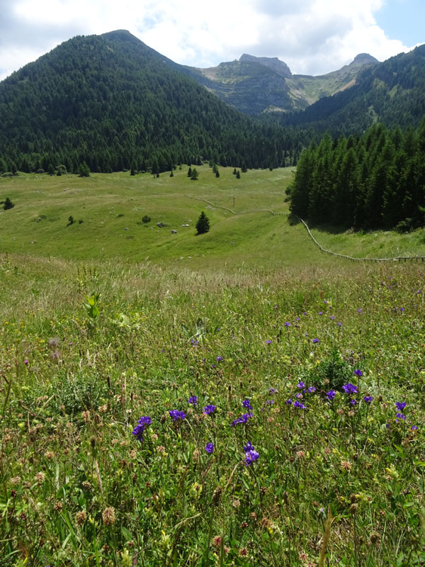 Campanula glomerata / Campanula a mazzetto