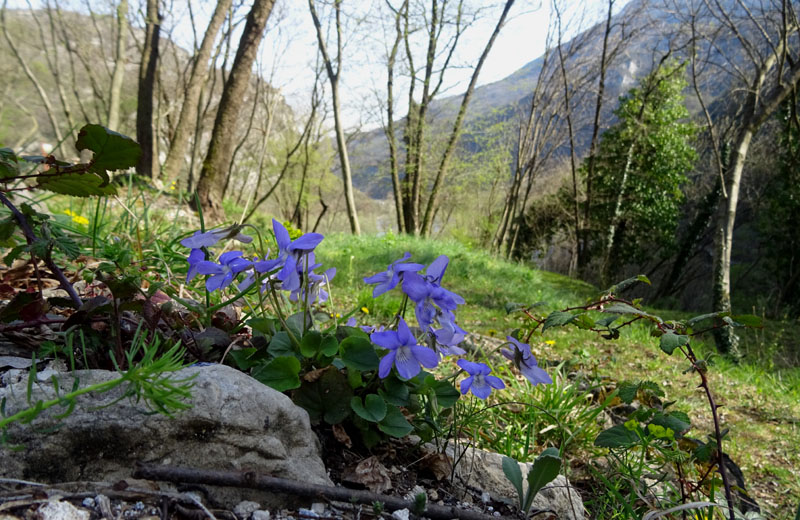 Viola riviniana - Violaceae