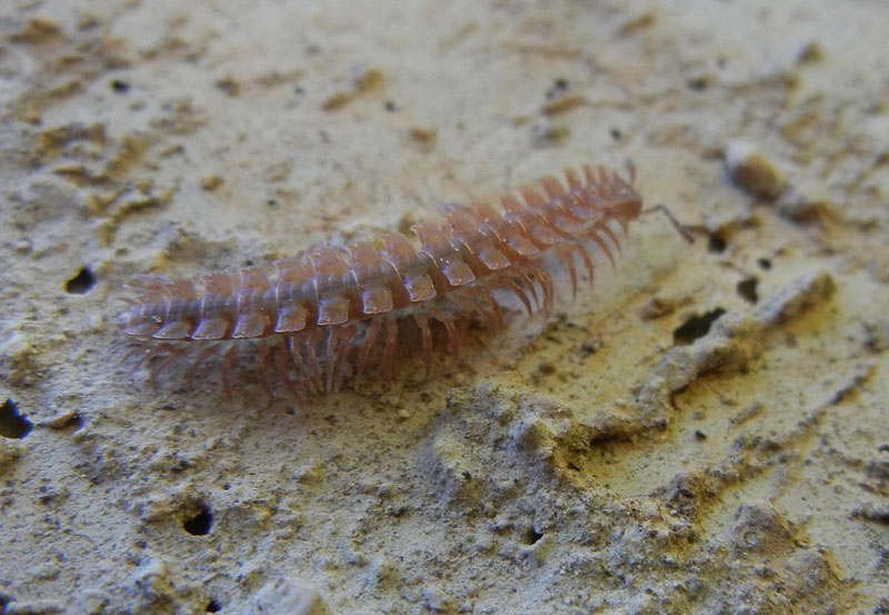 Scolopendra....? No. Polydesmus sp.