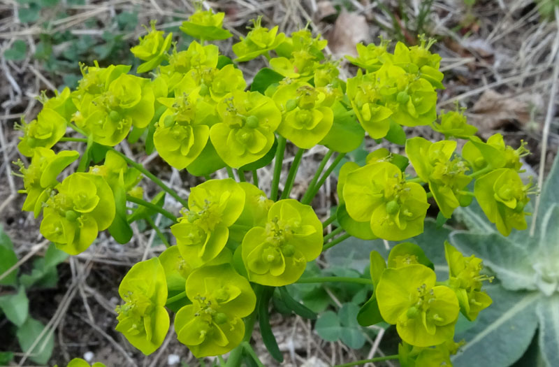 Euphorbia cyparissias - Euphorbiaceae