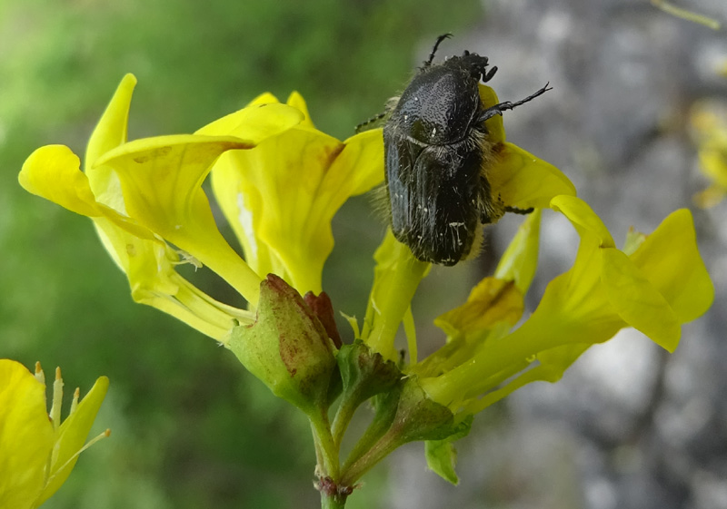 Oxythyrea funesta, Cetoniidae