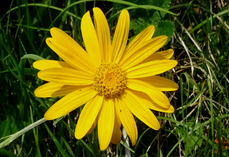 Senecio doronicum / Senecione mezzano