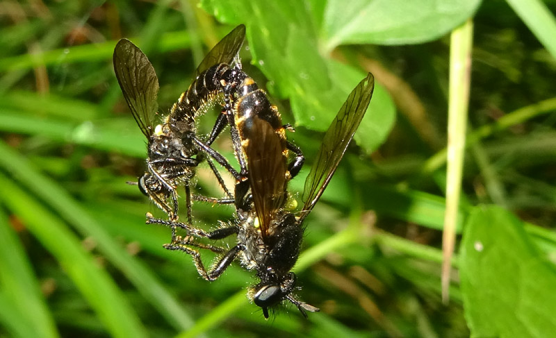 Choerades cf. femorata (Asilidae)