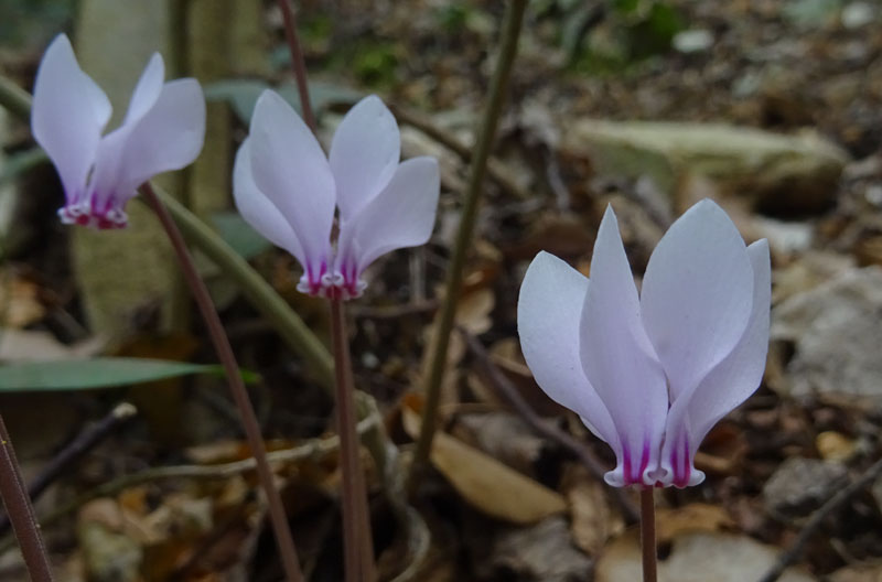 Cyclamen hederifolium - Primulaceae