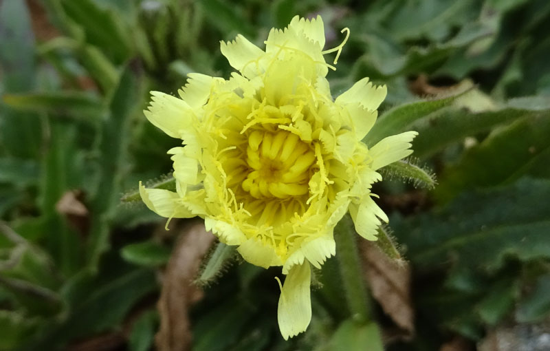 Schlagintweitia intybacea (=Hieracium intybaceum) / Sparviere vischioso