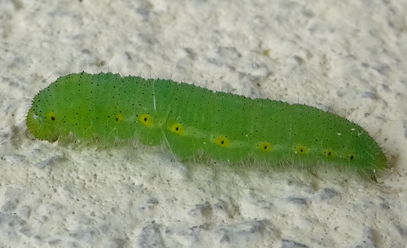 bruco: Pieris napi - Pieridae...............dal Trentino