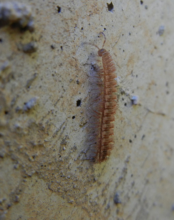 Scolopendra....? No. Polydesmus sp.