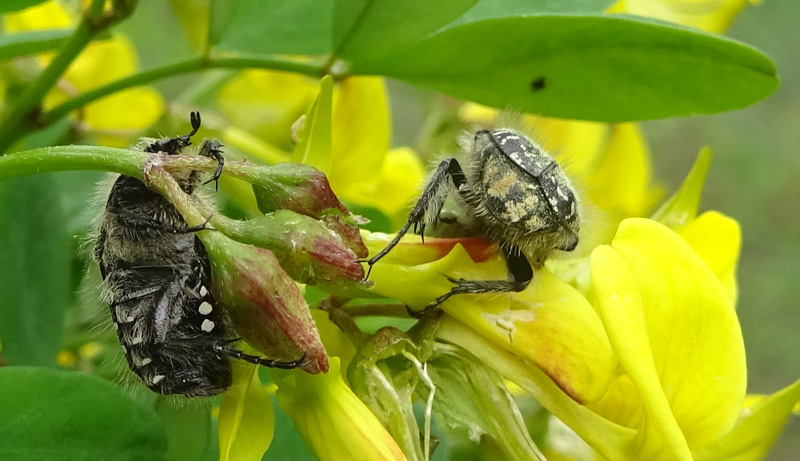 Oxythyrea funesta, Cetoniidae