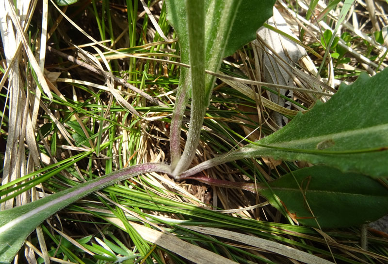 Senecio doronicum / Senecione mezzano