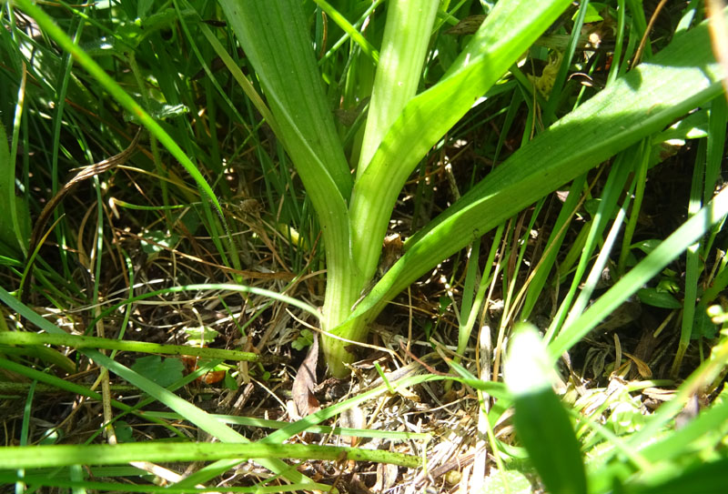 Gymnadenia conopsea...dal Trentino