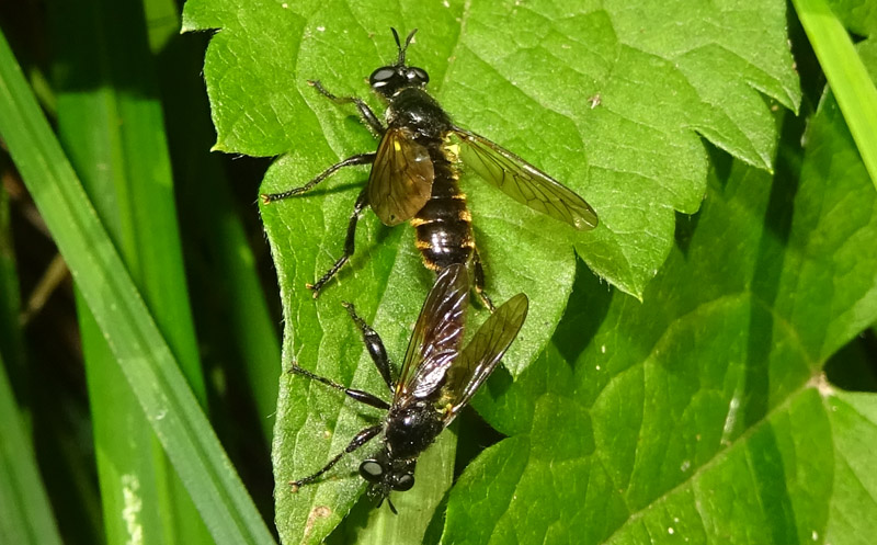 Choerades cf. femorata (Asilidae)