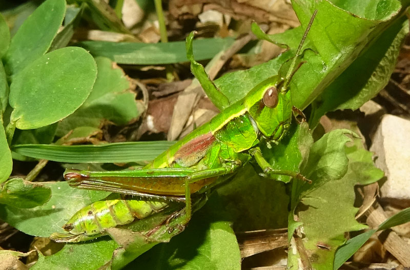 Euthystira brachyptera (f.) - Acrididae