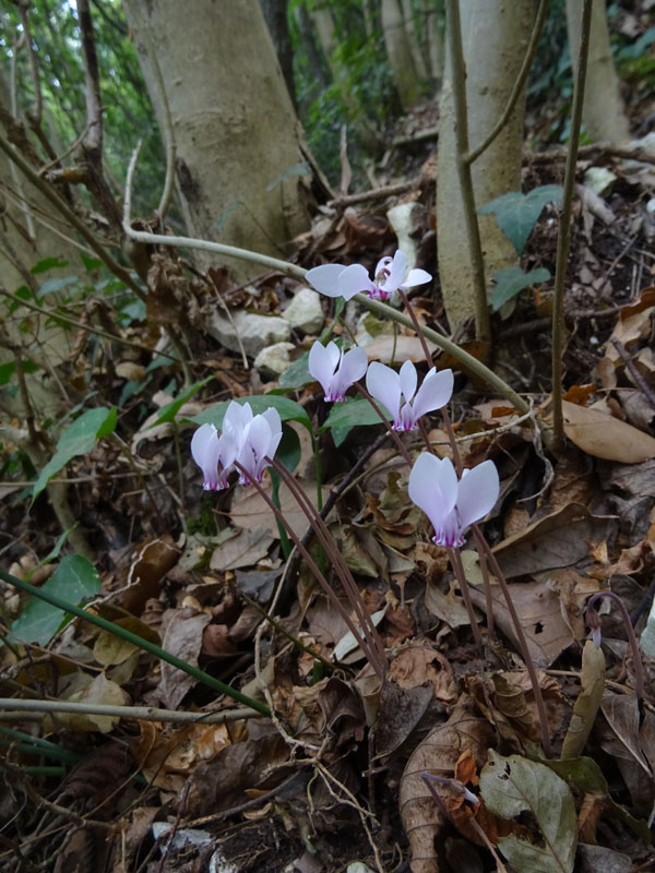 Cyclamen hederifolium - Primulaceae