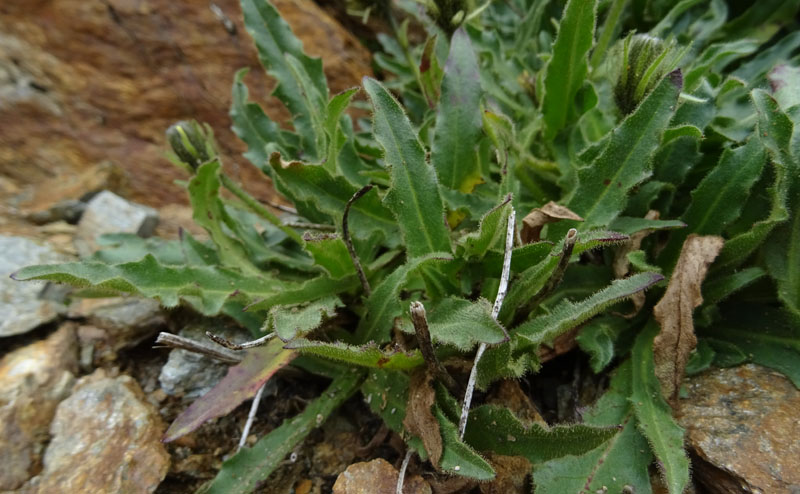 Schlagintweitia intybacea (=Hieracium intybaceum) / Sparviere vischioso