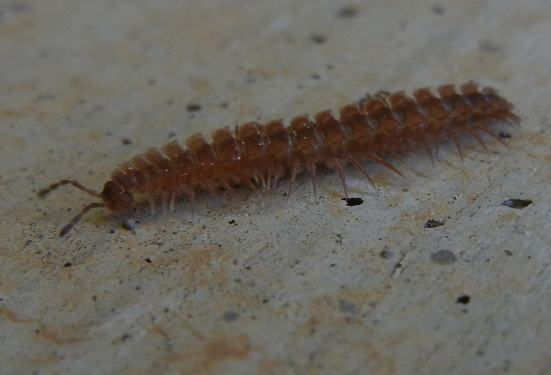 Scolopendra....? No. Polydesmus sp.