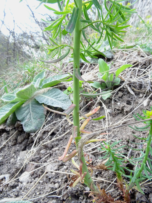 Euphorbia cyparissias - Euphorbiaceae