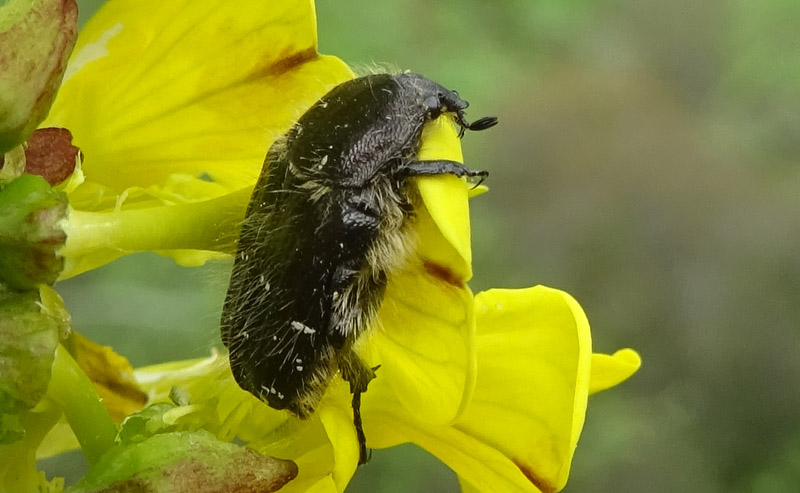 Oxythyrea funesta, Cetoniidae