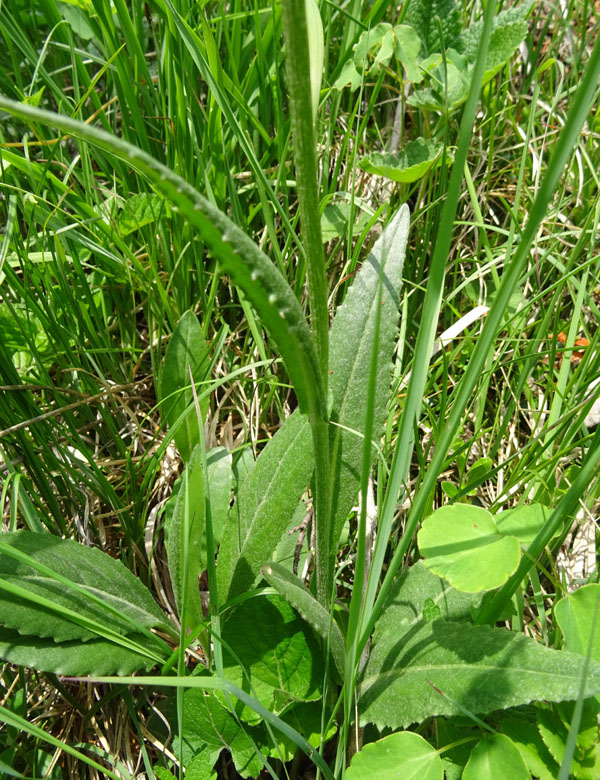 Senecio doronicum / Senecione mezzano