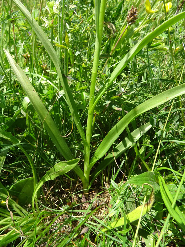 Gymnadenia conopsea...dal Trentino