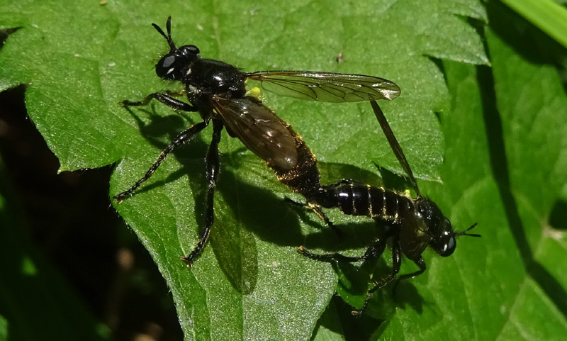 Choerades cf. femorata (Asilidae)