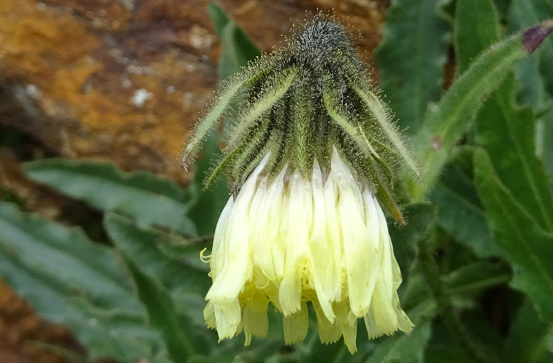 Schlagintweitia intybacea (=Hieracium intybaceum) / Sparviere vischioso