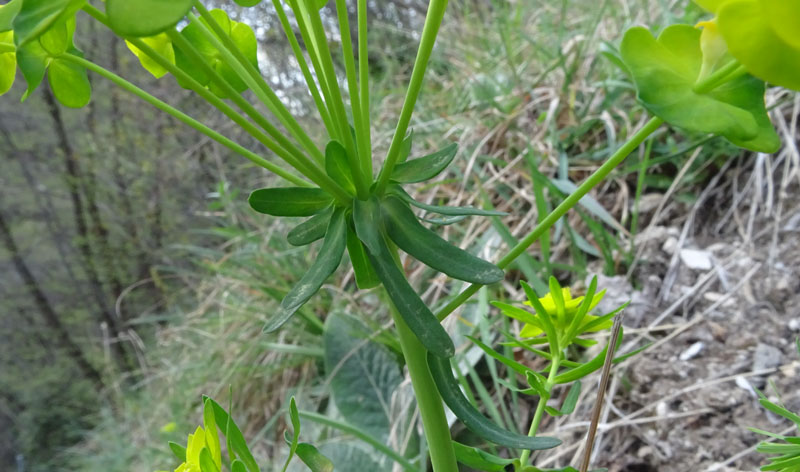 Euphorbia cyparissias - Euphorbiaceae