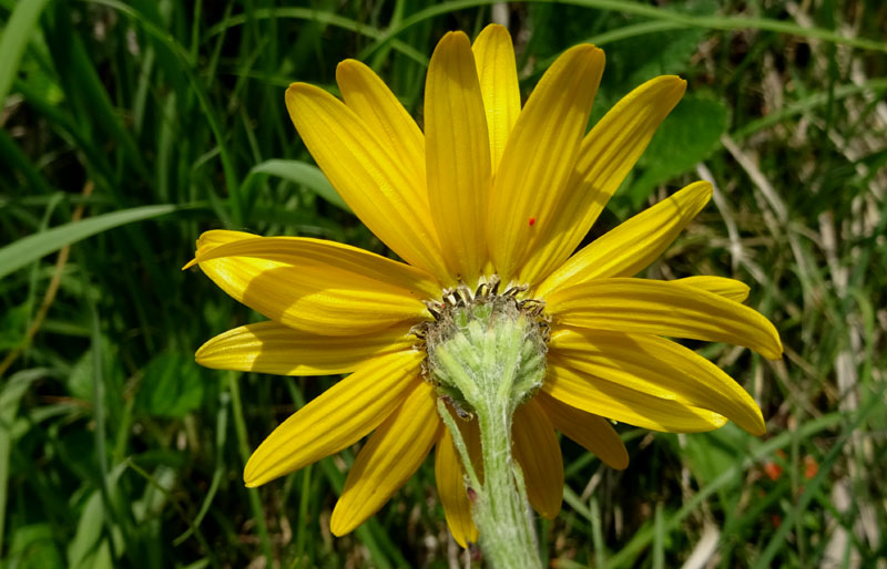 Senecio doronicum / Senecione mezzano